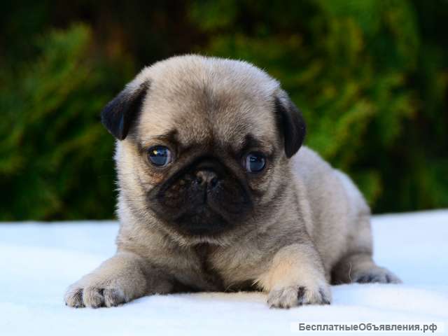 Купить Мопса Цена Фото